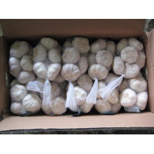 Carton Packing Normal White Garlic